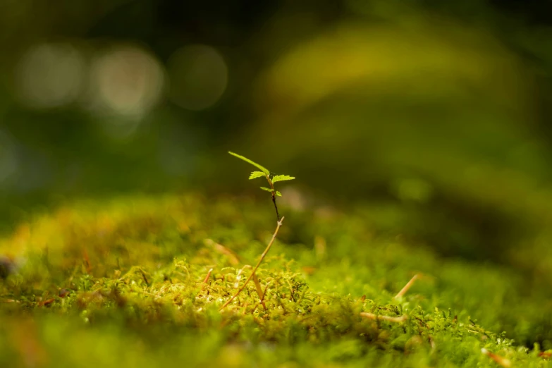 a little plant grows up on the side of a mossy hill