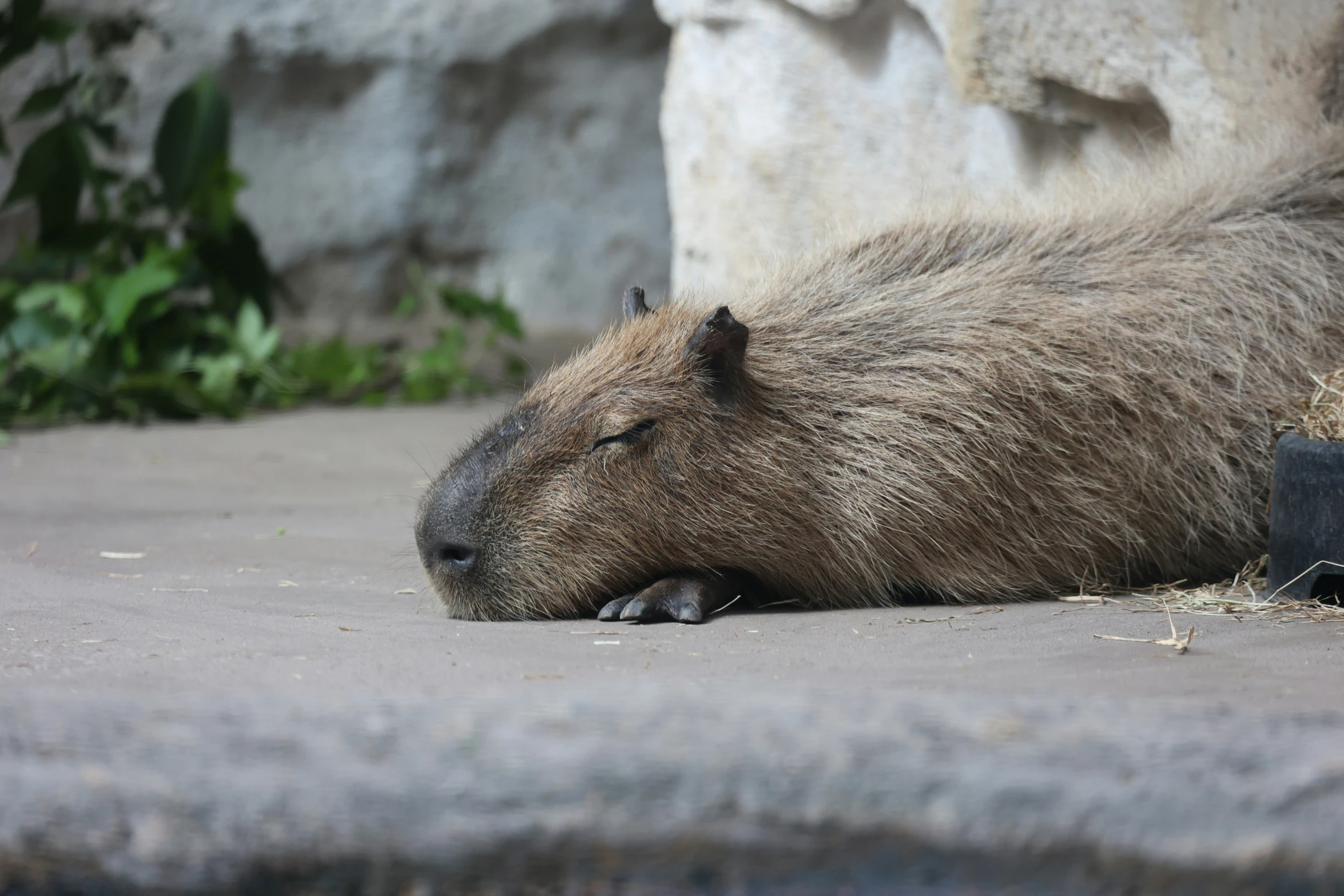 a close up of a wild animal laying on a sidewalk