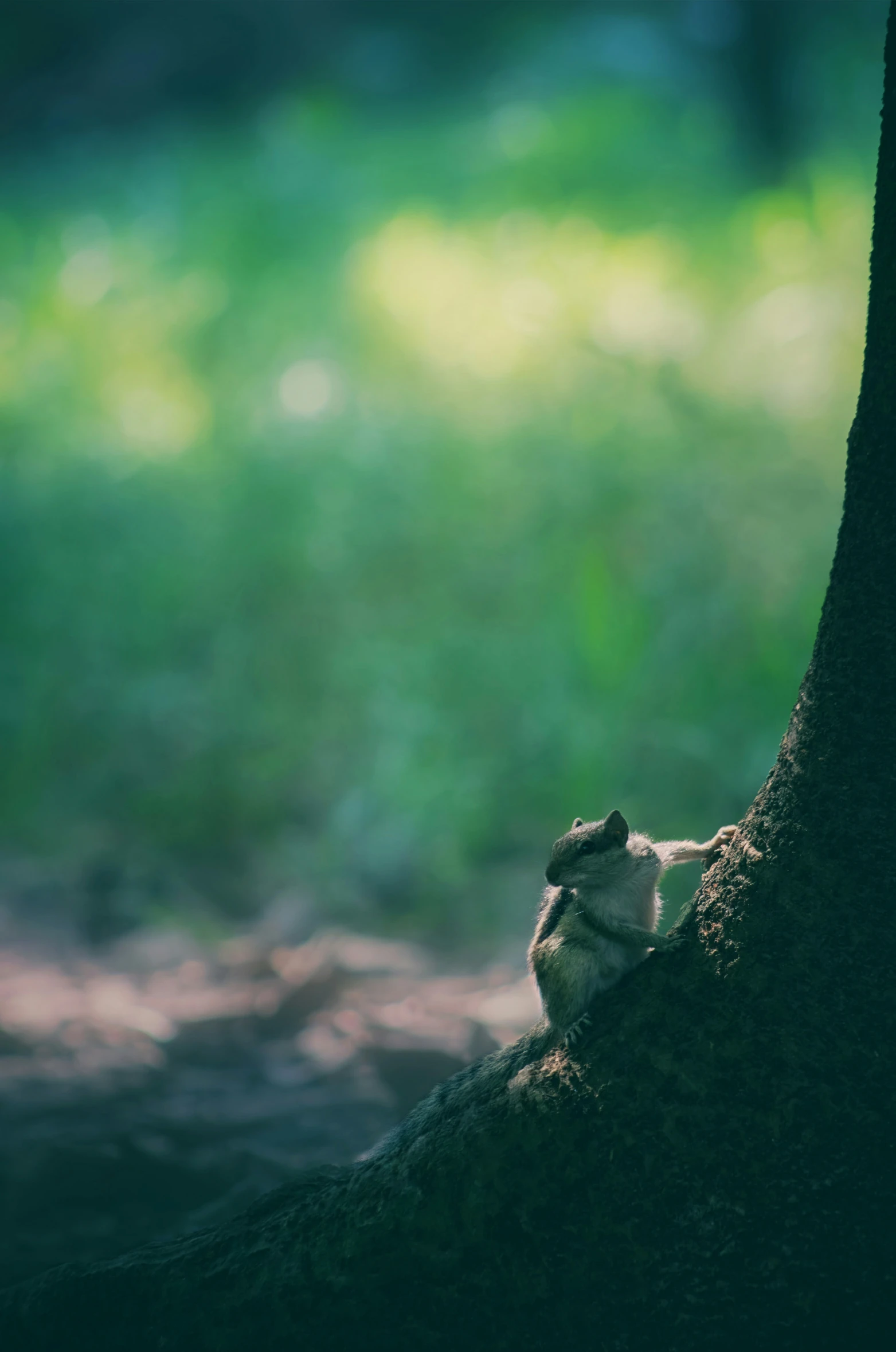 a small, light - colored bird rests in the shade of a tree