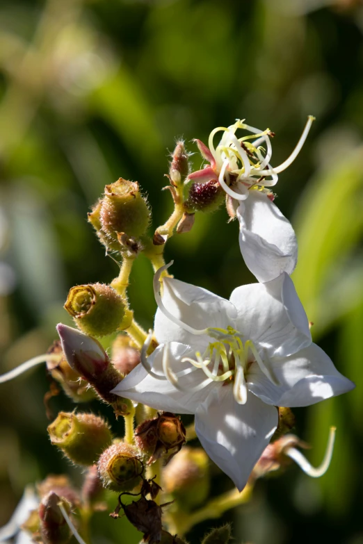 a white flower with buds still attached on a bush