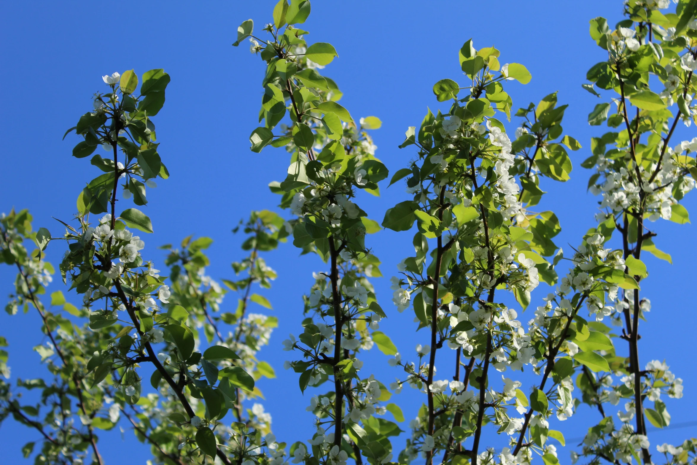 white flowers on a tree with a clear blue sky