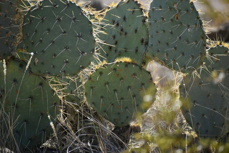 green cactus with some dirt on the ground