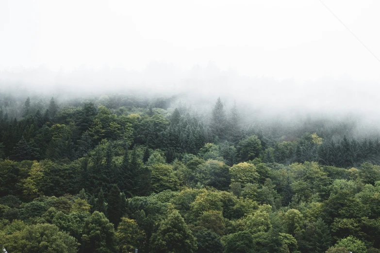 many trees stand in the fog, and mist looms over them