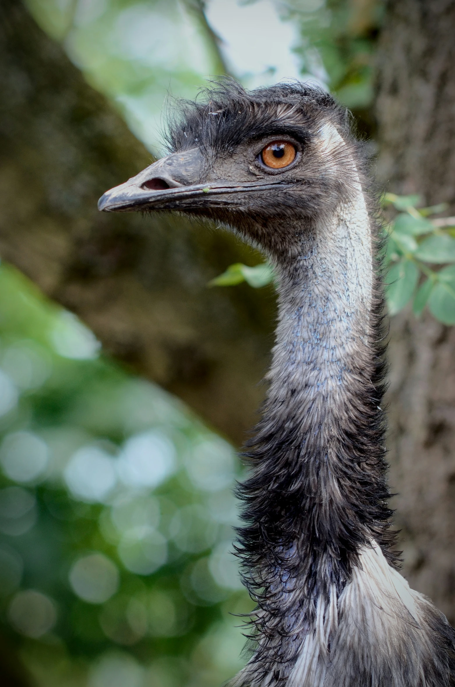 an emu standing next to a tree