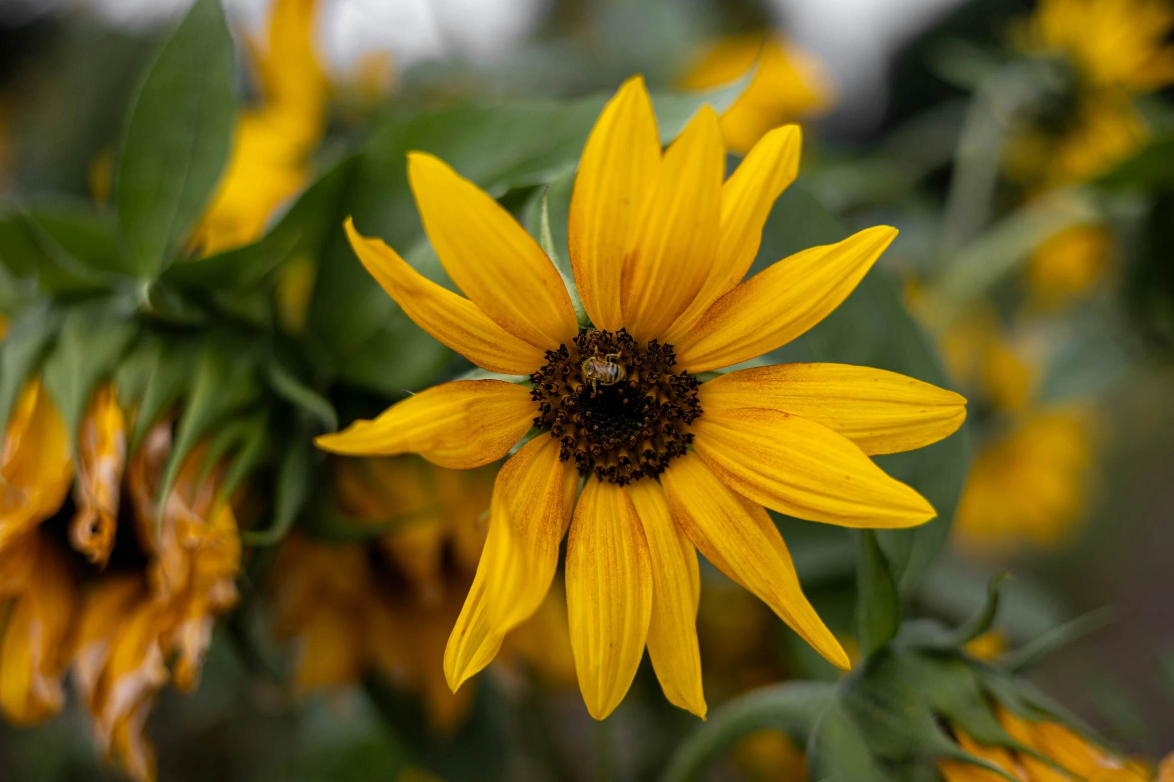 a sunflower in a garden with very few leaves