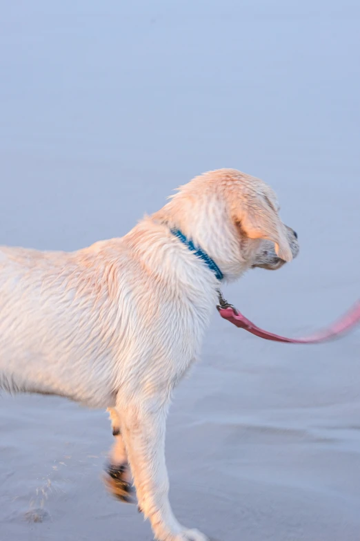 a white dog walking on top of the sand at the beach