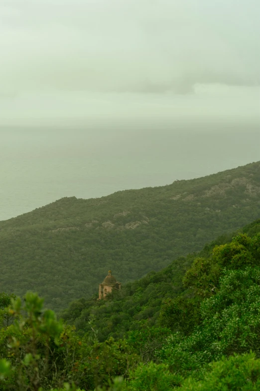 a view of trees, grass and bushes on top of a mountain