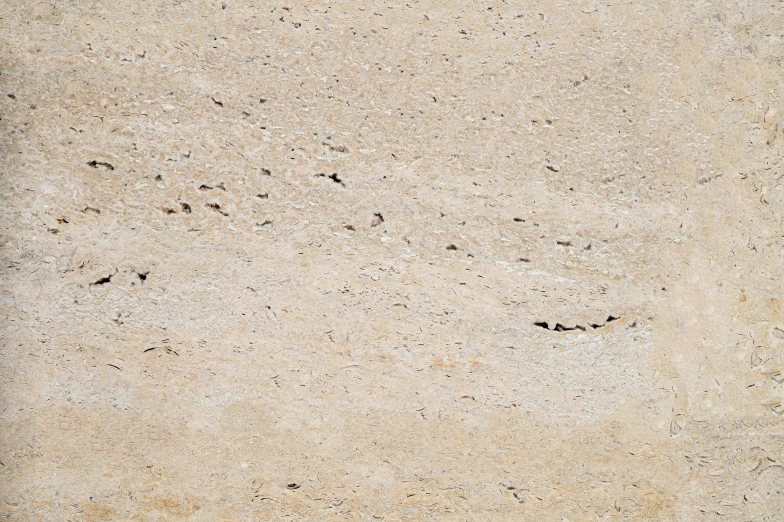 small black bird standing on the side of a sand dune