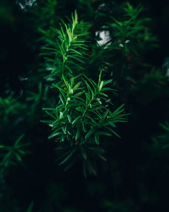 green plants are lit up in the dark