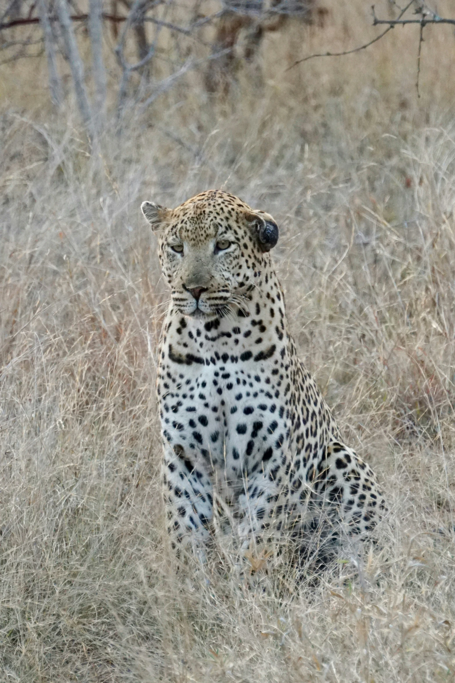 the leopard is sitting down in tall brown grass