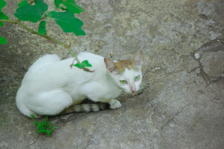 a white cat with green eyes laying on a stone