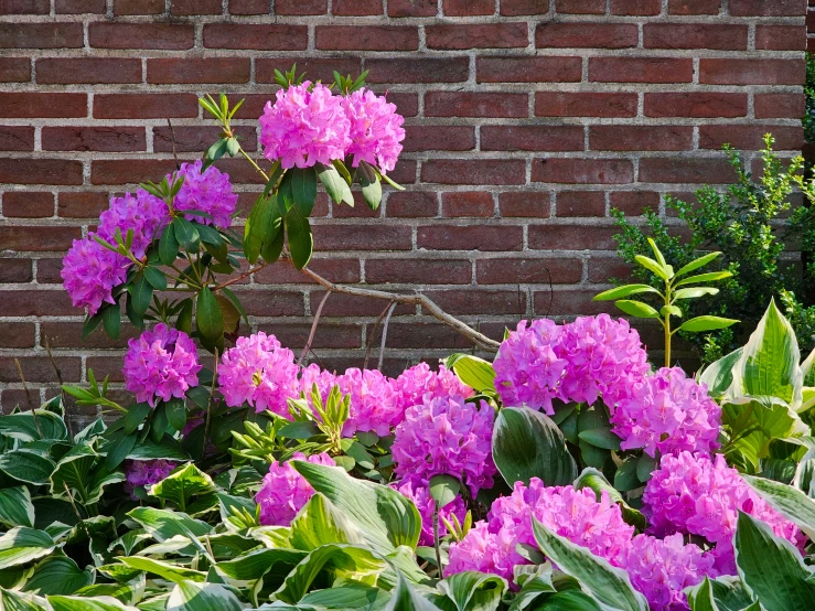 pink flowers stand next to the brick wall