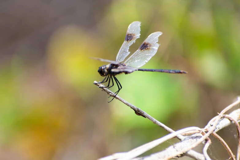 a bug with a long pointed wing rests on a twig