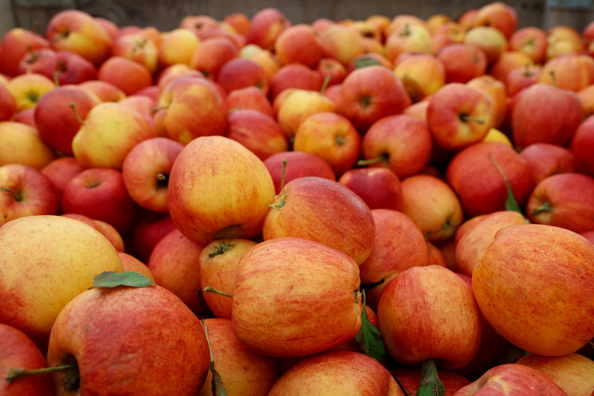 a large box filled with red apples with leaves