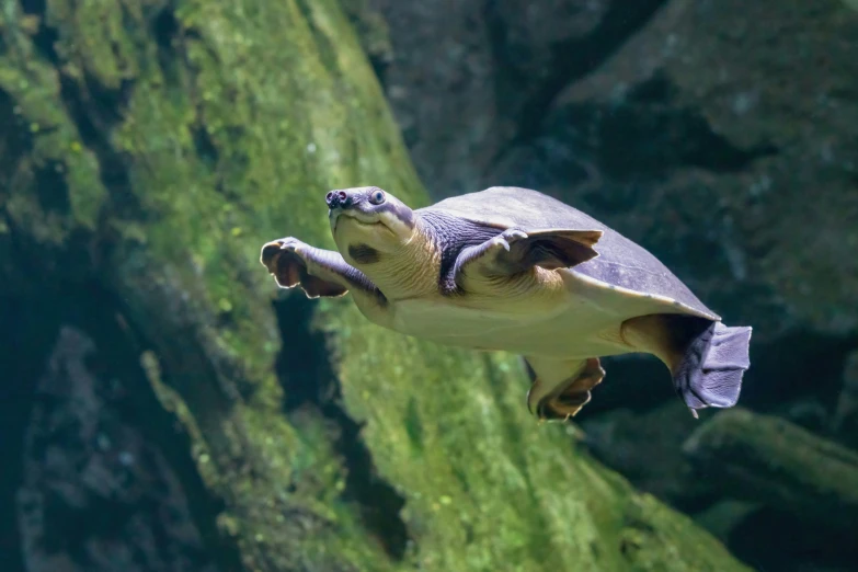 the turtle is going up to land on the rock