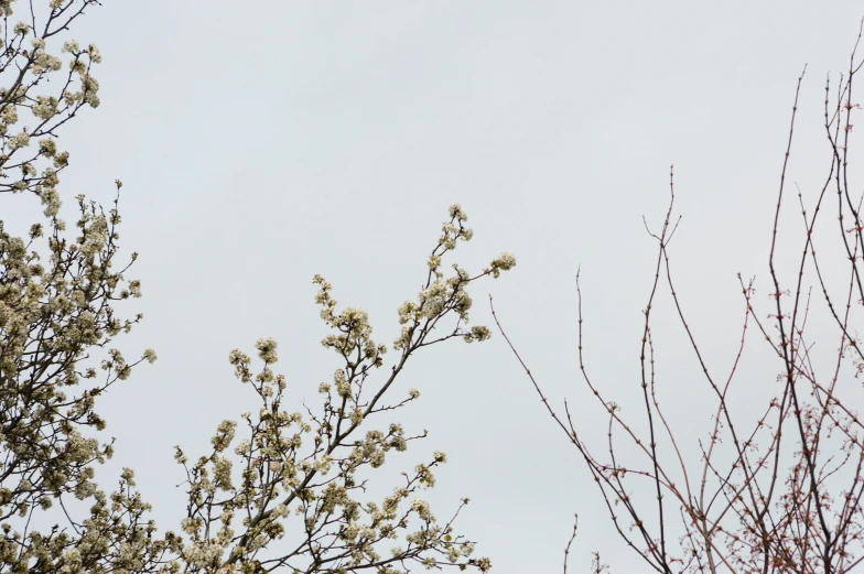 tree nches with small white flower buds against a gray sky