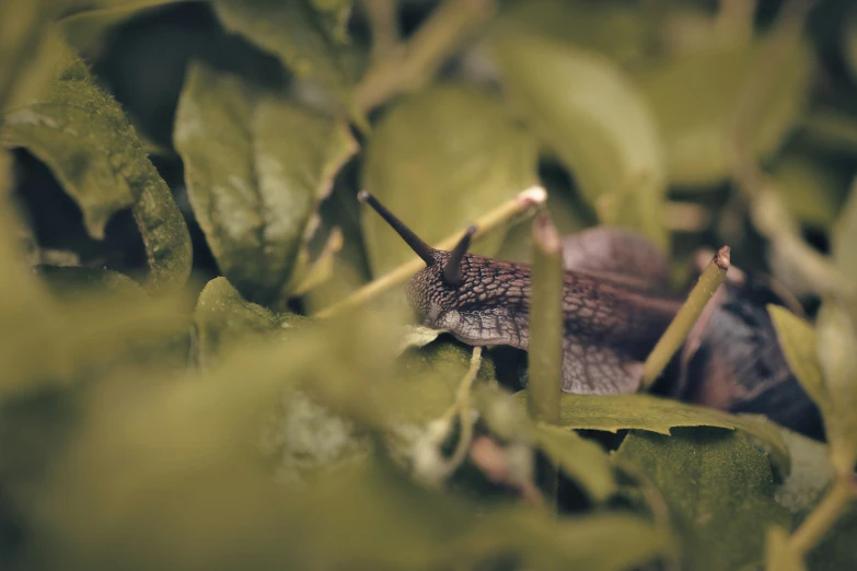 small insect sits in an almost green plant