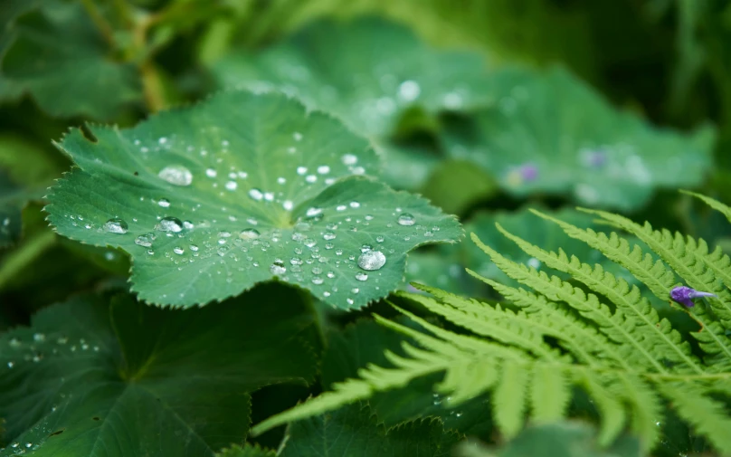 some leaves and drops of water on them