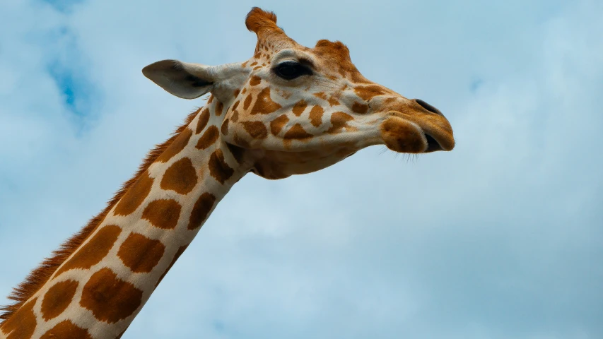 close up of a giraffe's face and head