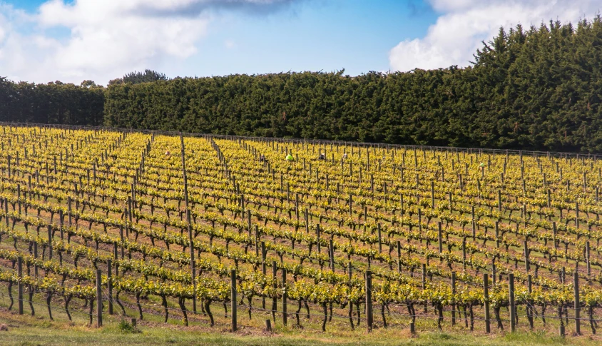 a large vineyard field with many young gs