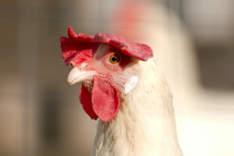 a close up po of a rooster head