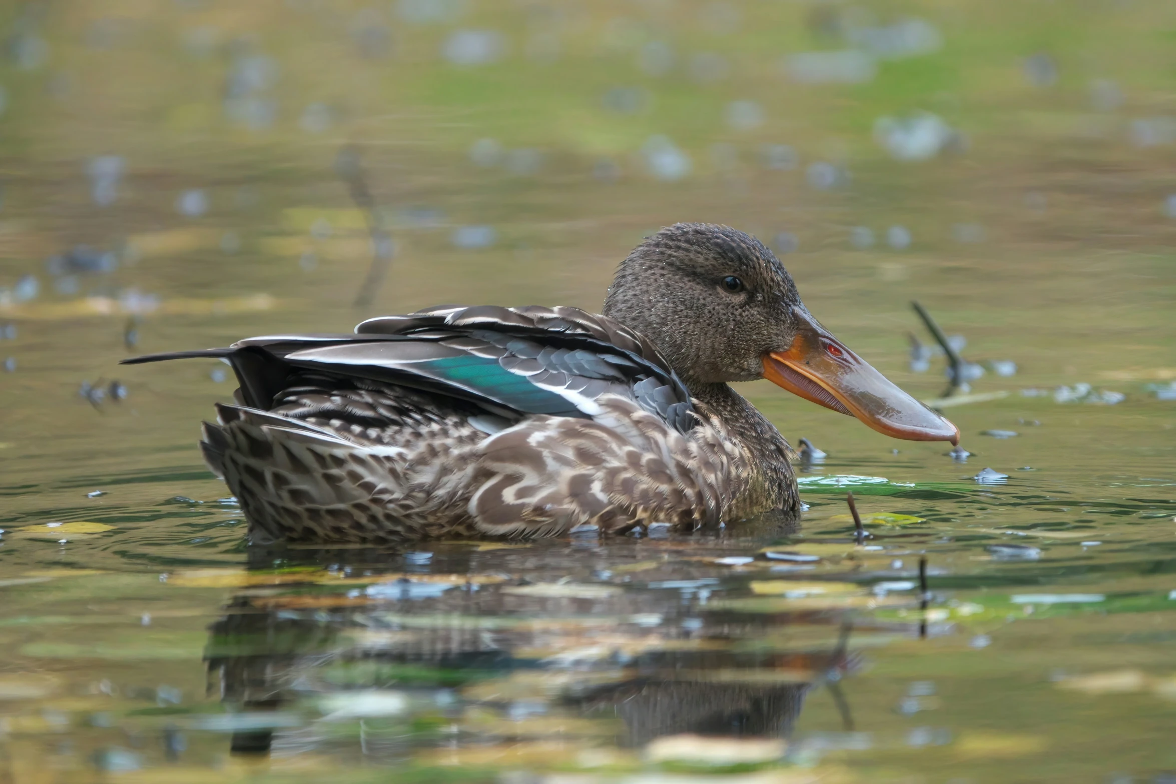 a duck is floating on a lake with water drops