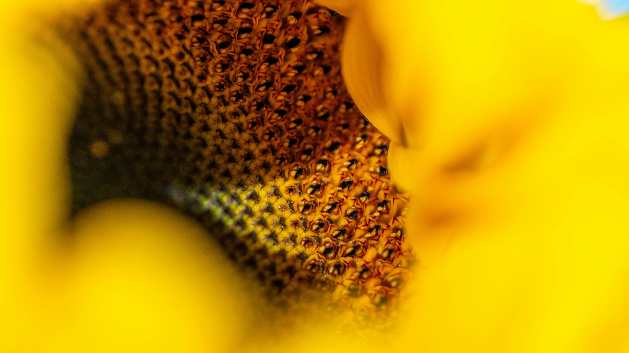 an odd looking po taken from below yellow flowers