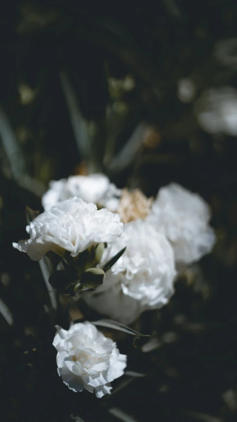 some white flowers are next to a black background