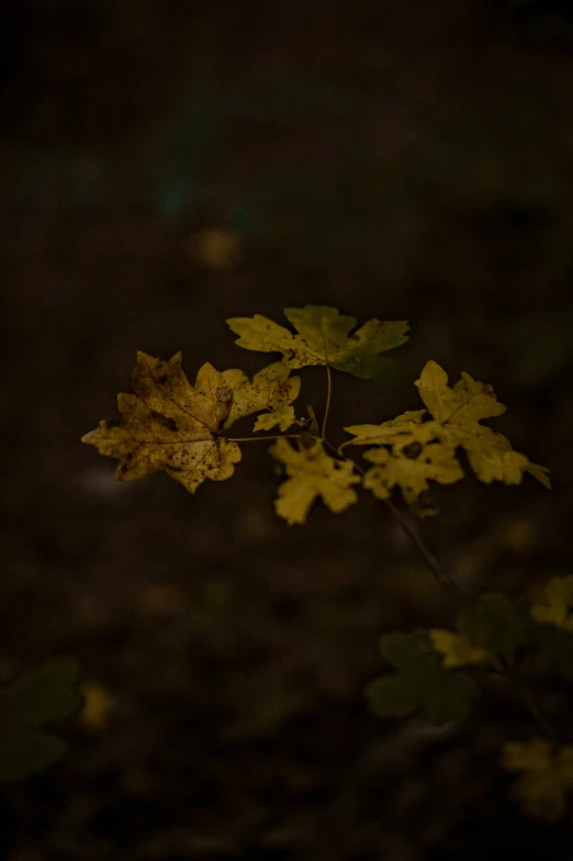 yellow leaves on green plants in the dark