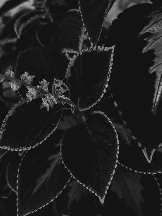 this is an black and white po of a plant