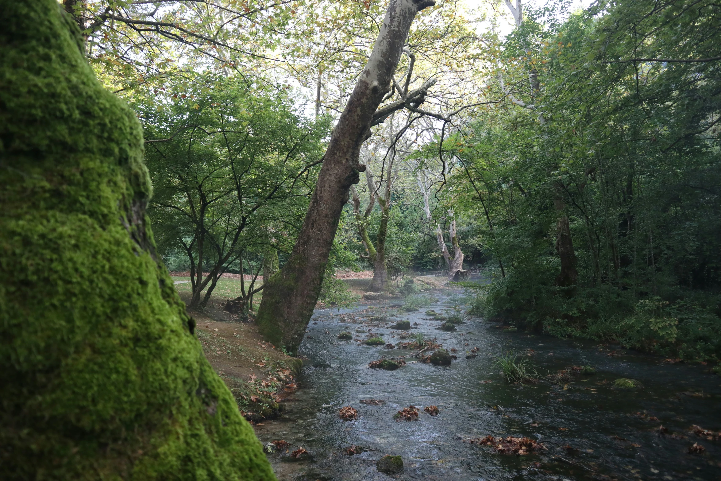 small stream running through the woods covered with green vegetation