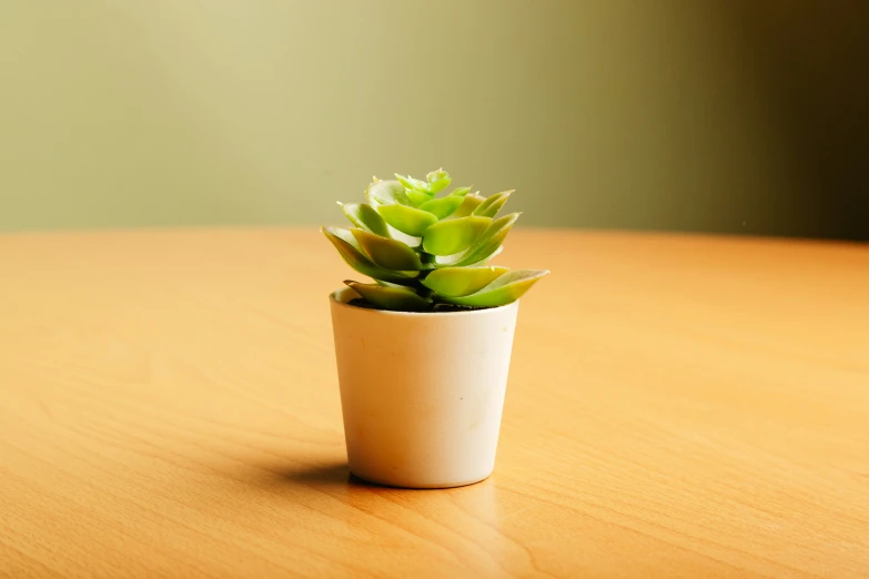 a small potted plant on a wooden surface