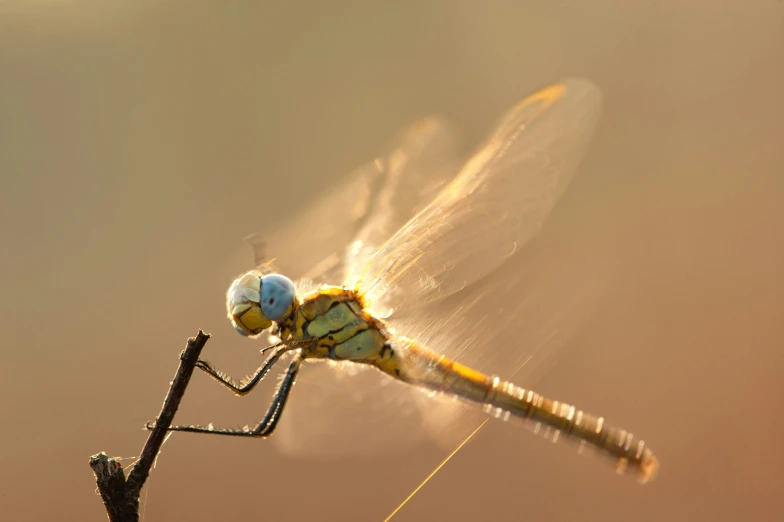 a yellow dragon flys away from the camera