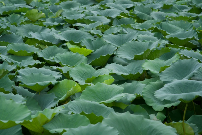 a close up view of a plant with leaves growing