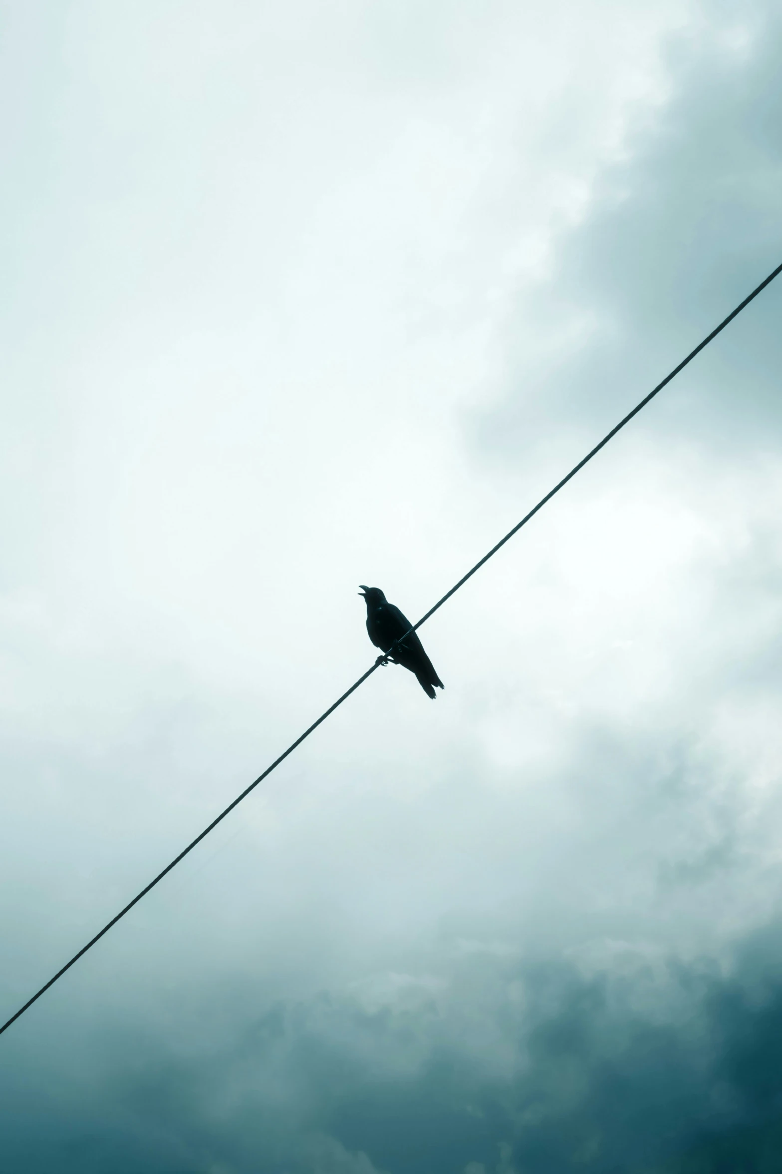 a bird perched on a wire, with the sky in the background