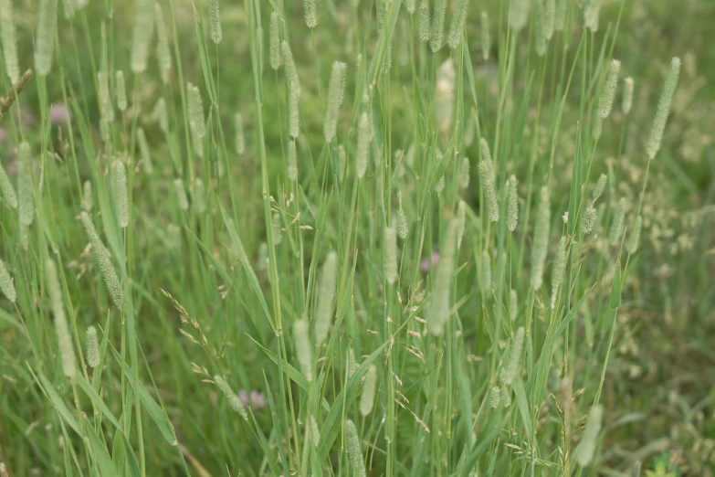 the grass has a large cluster of tiny plants on it