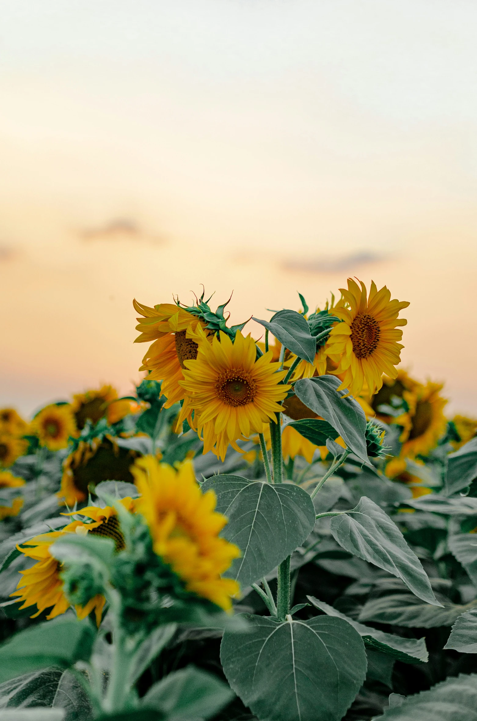 a sunflower plant that is in a field