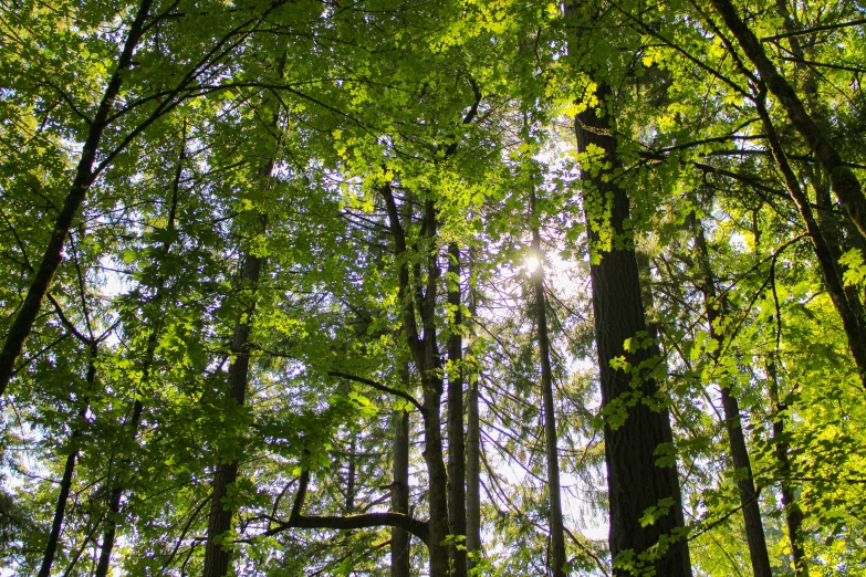 the sun shining through the trees on a sunny day