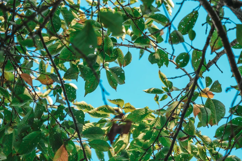 looking up at nches on a tree in a park