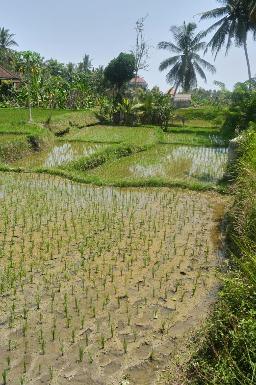 the rice field has many small green plants in it