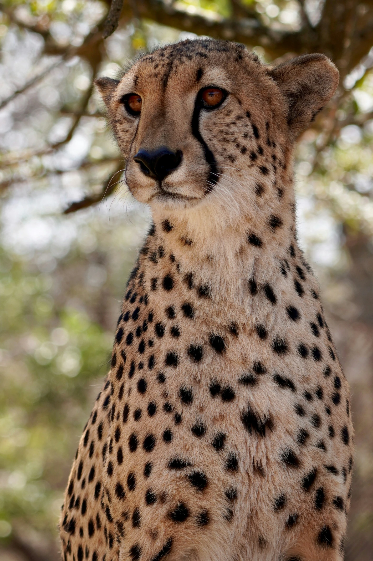 the head and shoulders of a cheetah, against the background of a tree