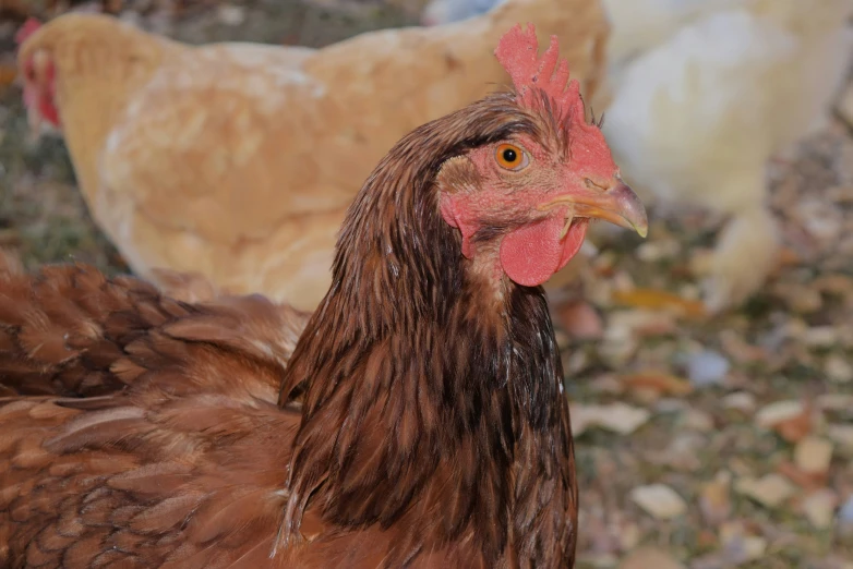 there are several chicken together on the grass