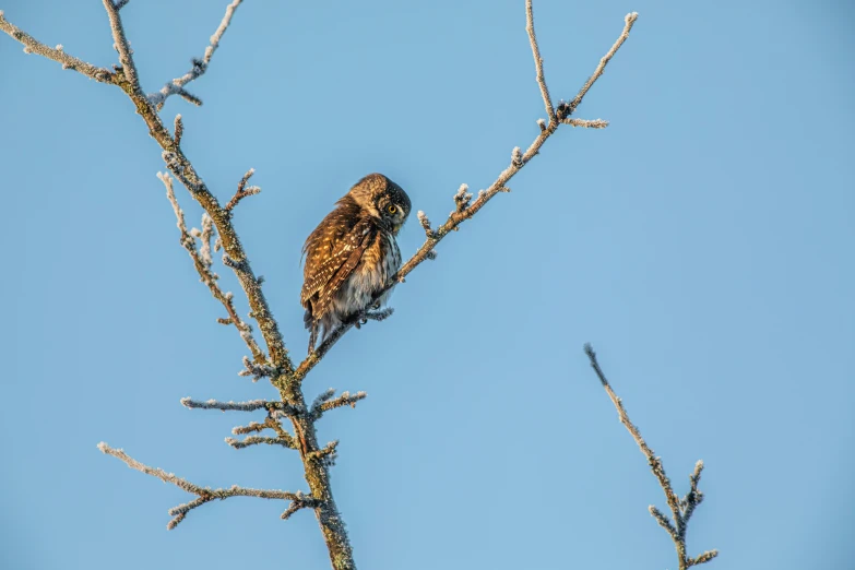 an owl perched on a bare tree nch against the sky