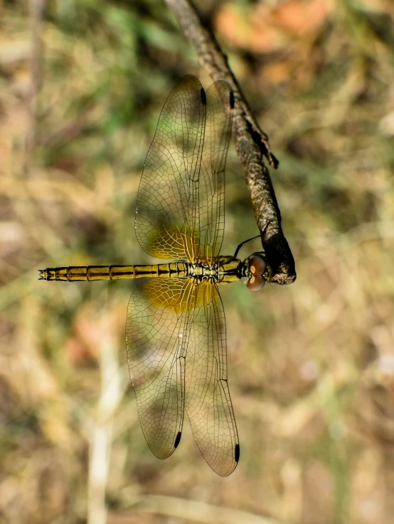 a dragon flys away from the camera, flying on its hind legs