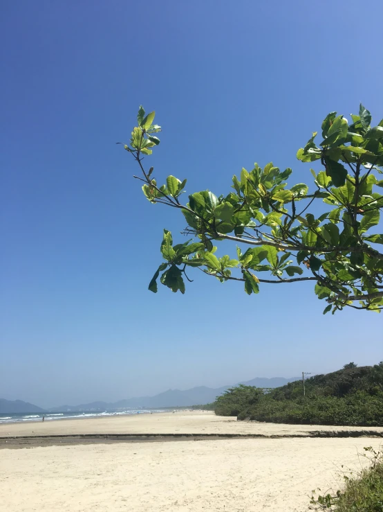 the beach is clean and green by some water