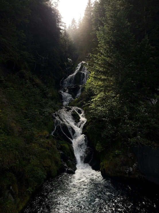 water flowing down a hillside in a forest