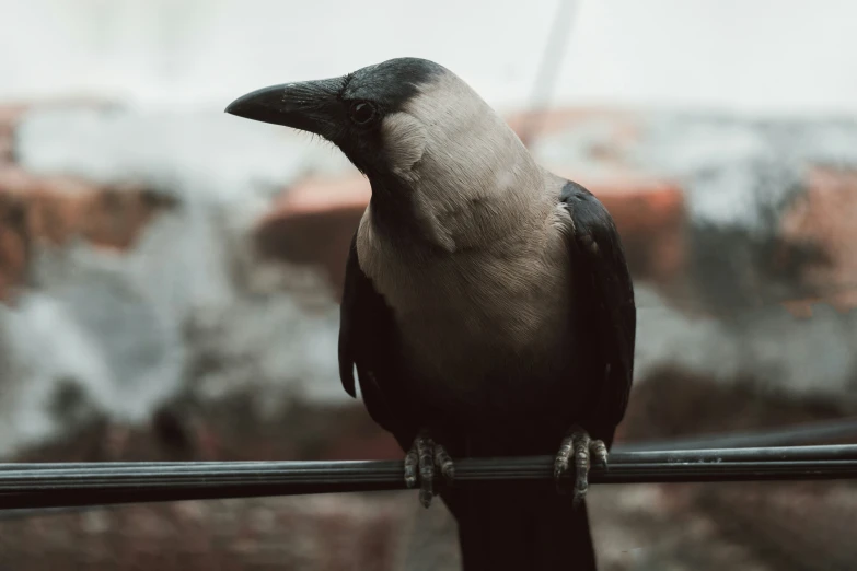 the bird is standing on the fence watching