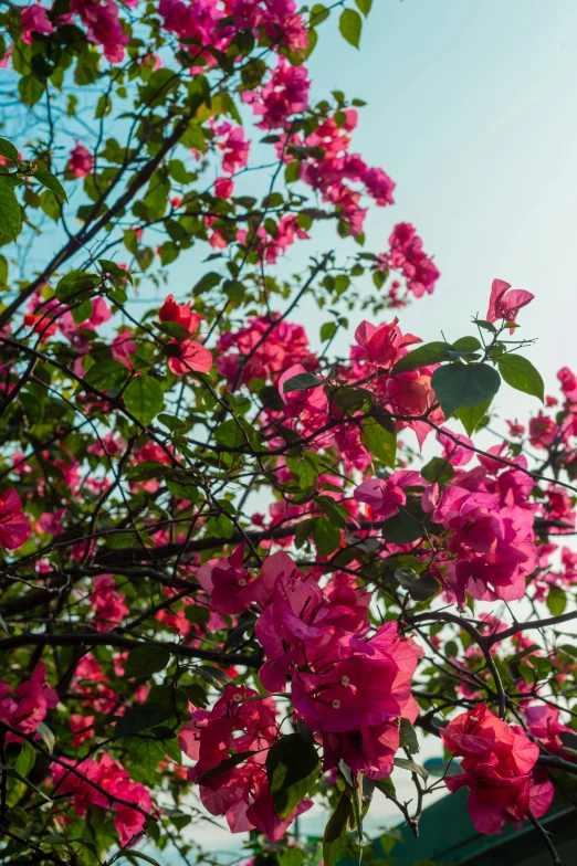 many pink flowers are blooming near the roof