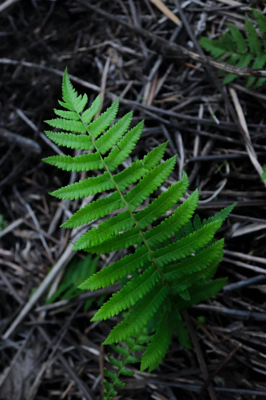 green plants in a field next to sticks