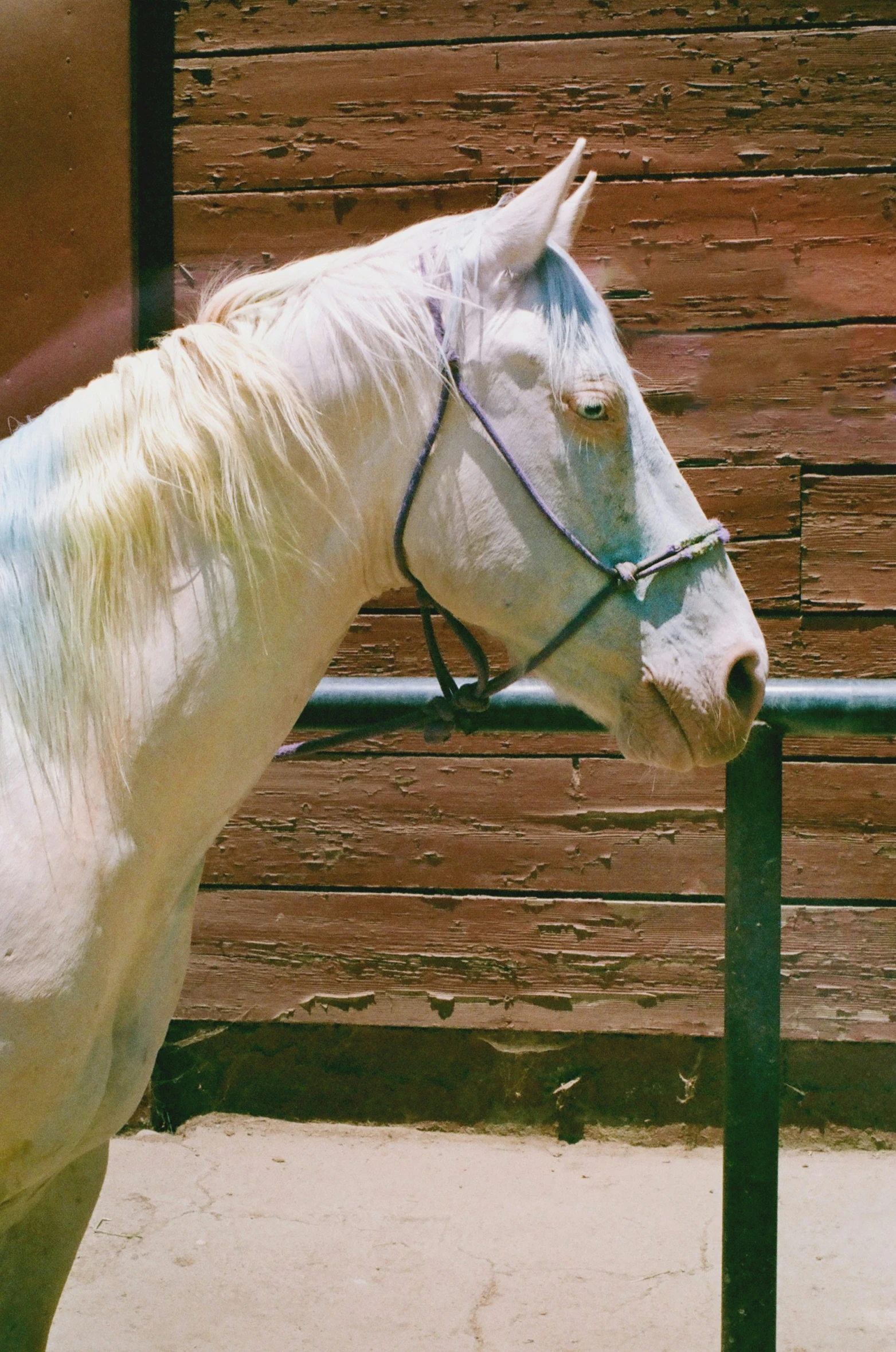 there is a white horse that has a bridle on